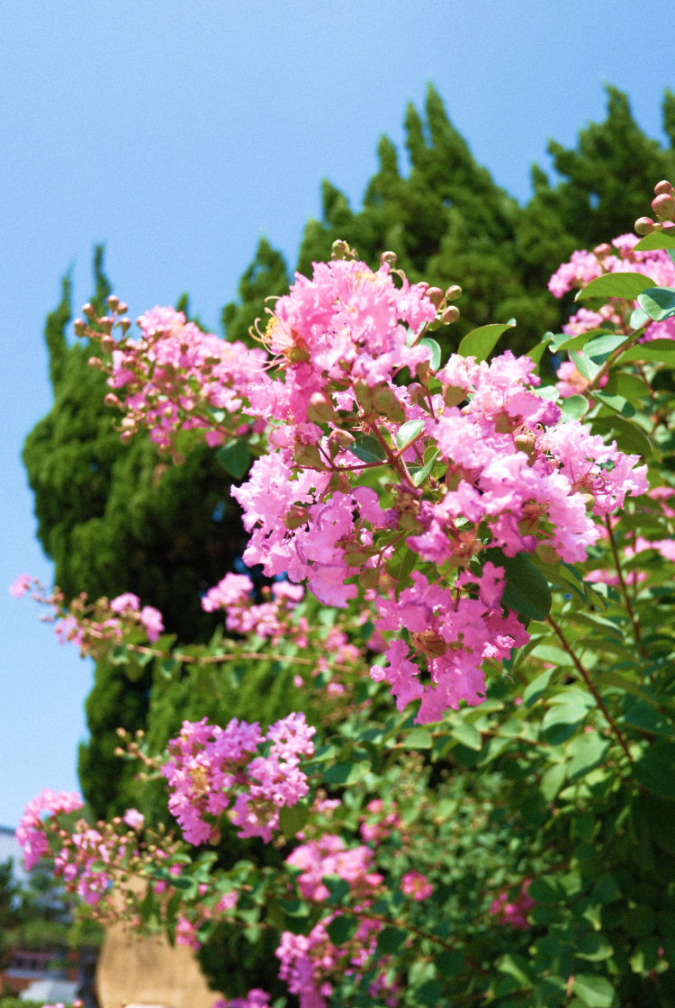 スライドショー画像4